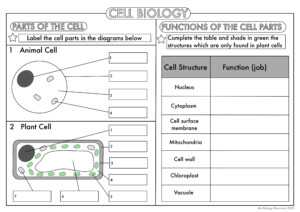 GCSE Biology Cell Biology Worksheet Pack UPDATED Teaching Resources