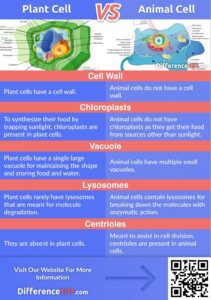 What Are The Differences Between Plant And Animal Cells