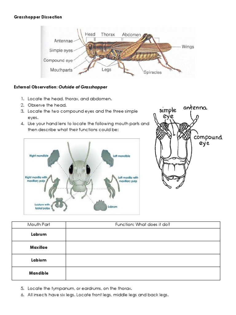 03b Grasshopper Dissection PDF Insects Abdomen Worksheets Library
