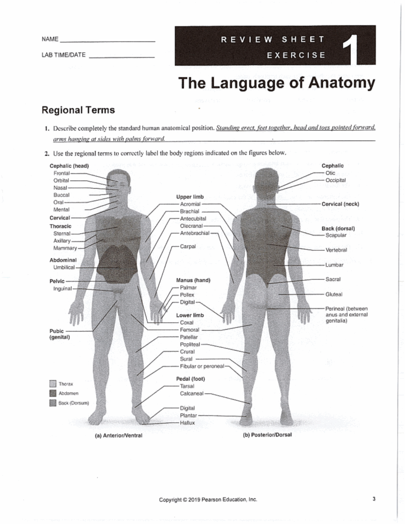  1 Key The Language Of Anatomy NAME LAB TIMEIDATE The Language Of 