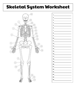 10 Best Printable College Anatomy Worksheets Muscles PDF For Free At