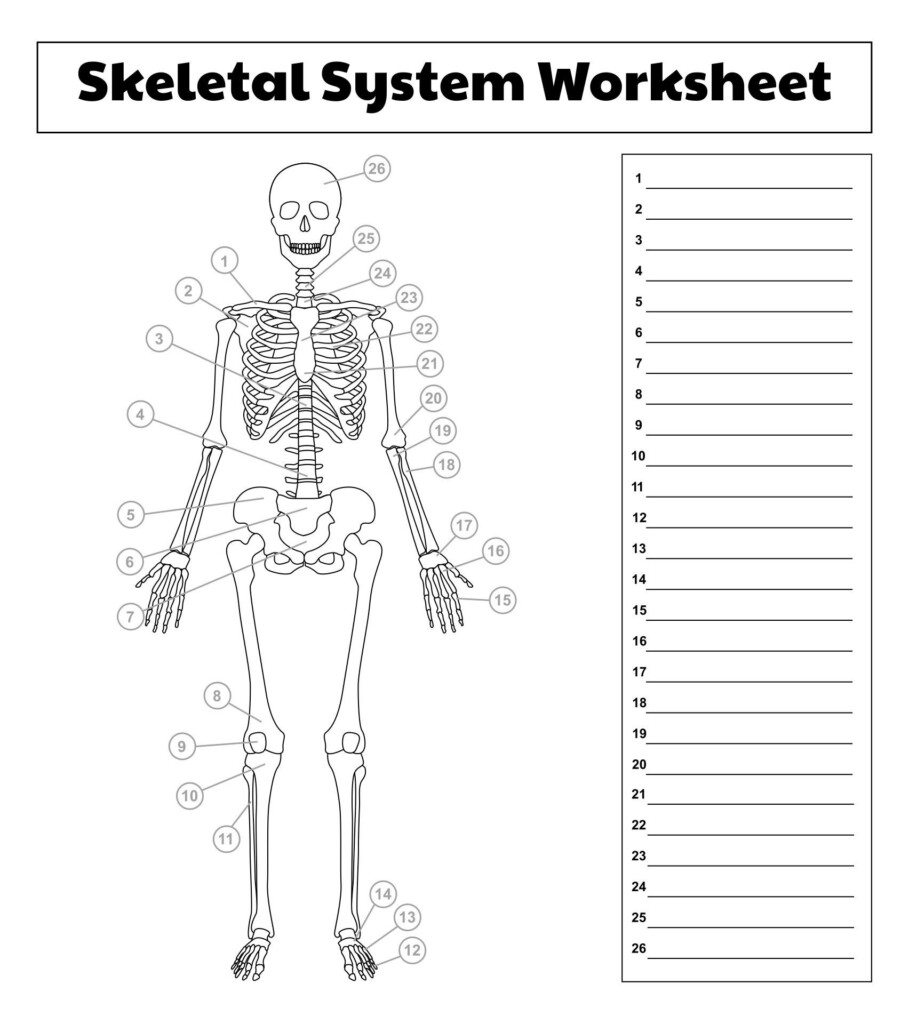 10 Best Printable College Anatomy Worksheets Muscles PDF For Free At 
