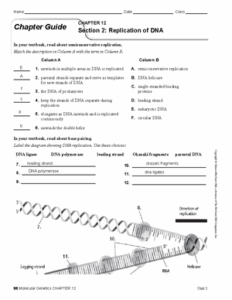 10 Chapter 12 Section 2 Replication Of Dna KhashaDaniyah