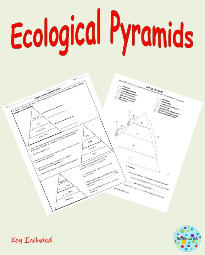 10 Ecological Pyramids Worksheet Answers Worksheets Decoomo