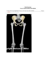 10 Lower Limb Skeletal Articulation Worksheet docx Real Anatomy Lower 