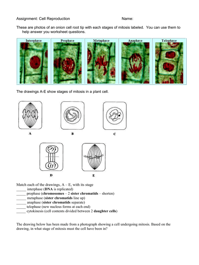 10 Onion Cell Mitosis Worksheet Answers Quizlet Worksheets Decoomo