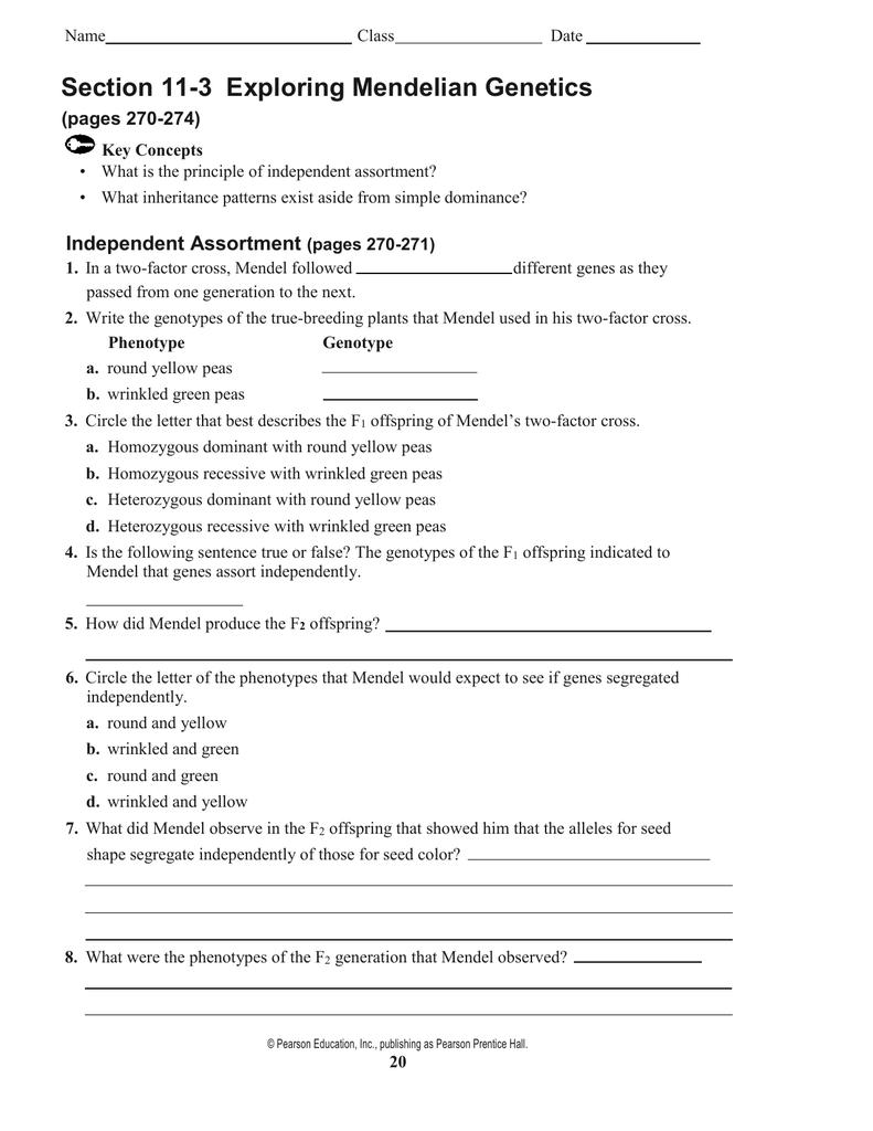 11 3 Exploring Mendelian Genetics Worksheet Math Worksheets 
