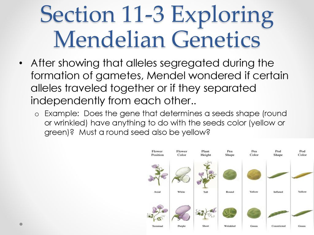 11 3 Exploring Mendelian Genetics Worksheet Worksheets For Kindergarten