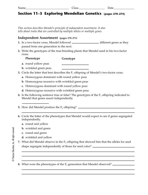 11 3 Exploring Mendelian Genetics Worksheet Worksheets For Kindergarten