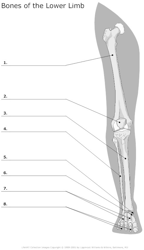 11 Best Images Of Blank Skeletal System Worksheet Skeletal System 