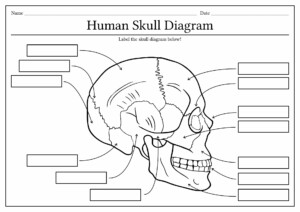 11 Human Skull Labeling Worksheet Free PDF At Worksheeto