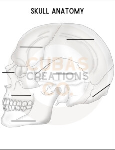 11 Human Skull Labeling Worksheet Human Skeleton Anatomy Human
