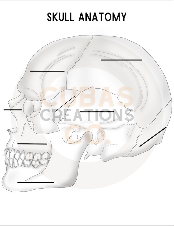 11 Human Skull Labeling Worksheet Human Skeleton Anatomy Human 