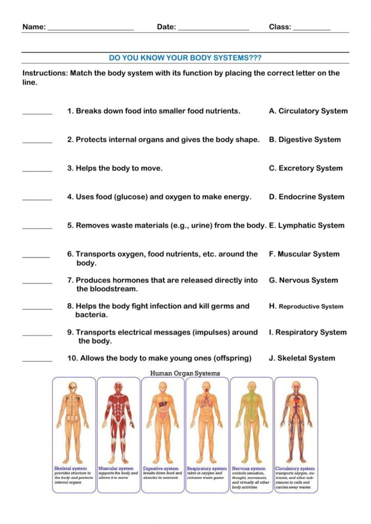 11 Organ Systems Worksheets Printable Worksheets