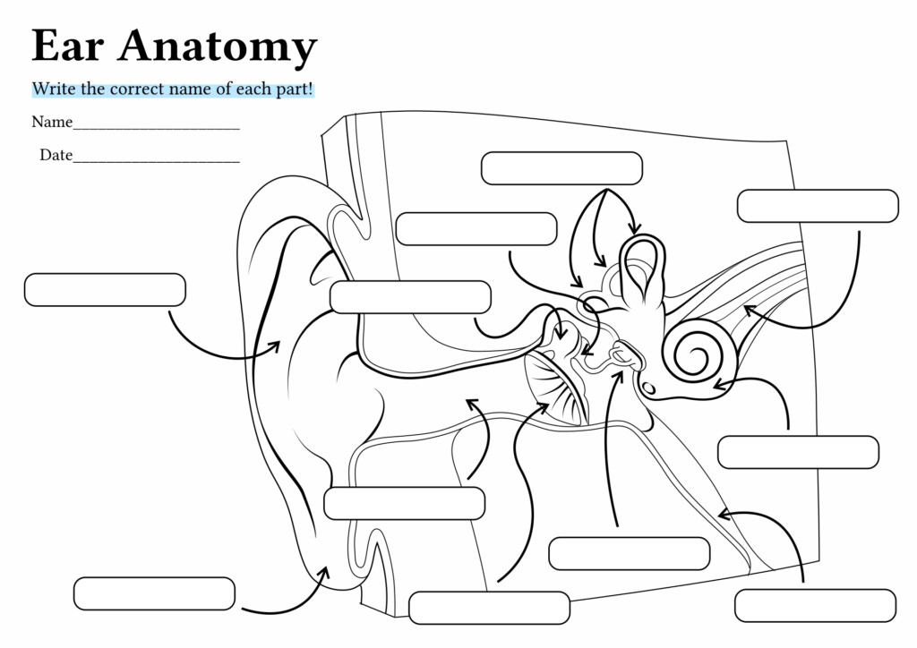 12 Anatomy Human Ear Diagram Worksheet Free PDF At Worksheeto