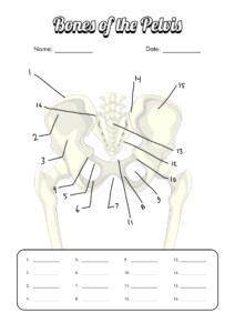 12 Blank Anatomy Worksheets Free PDF At Worksheeto