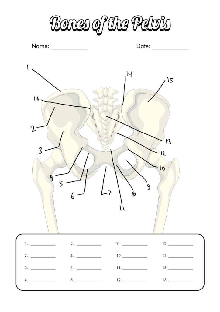 12 Blank Anatomy Worksheets Free PDF At Worksheeto