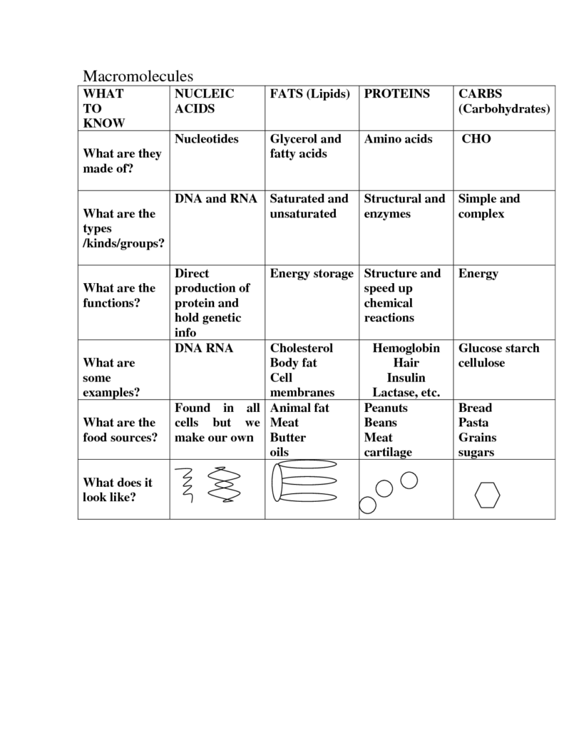 14 4 Major Macromolecules Worksheet Free PDF At Worksheeto