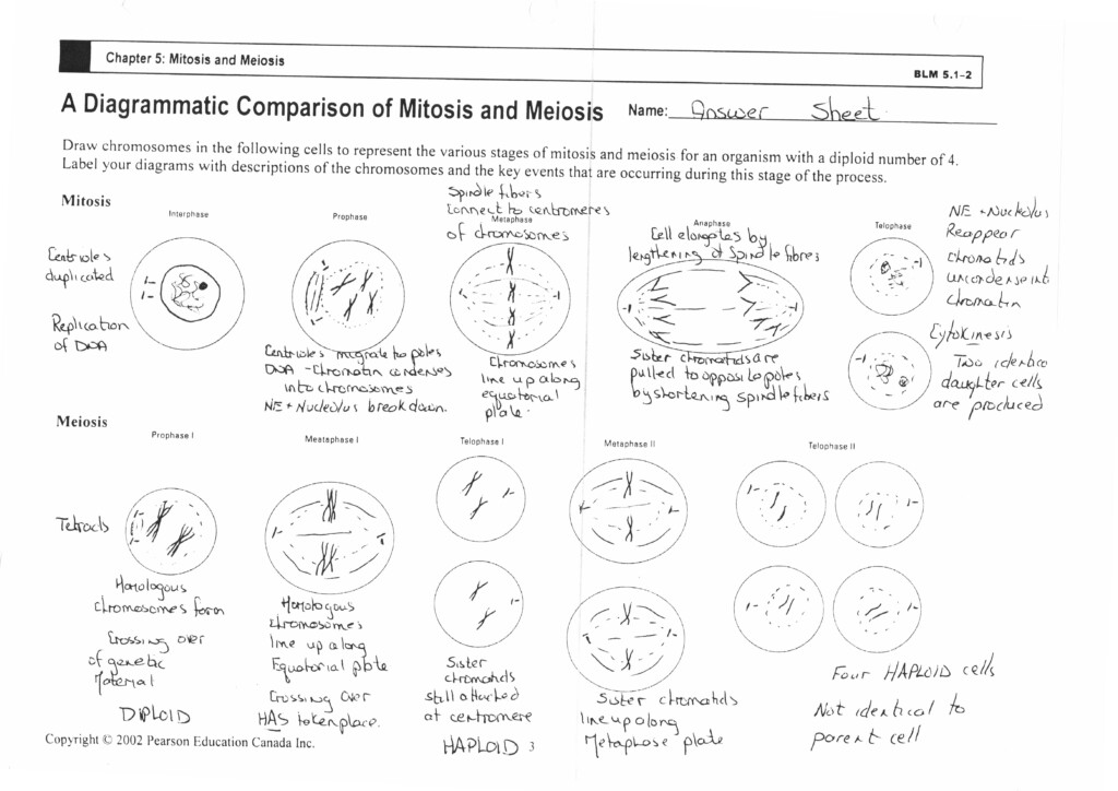 14 Genetics And Meiosis Worksheet Worksheeto
