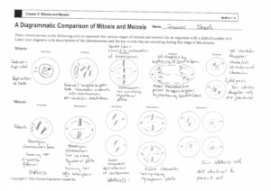 14 Genetics And Meiosis Worksheet Worksheeto