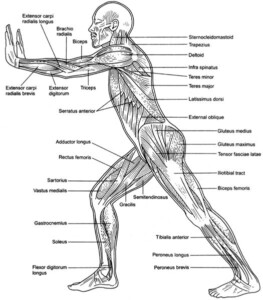 15 Muscle Labeling Worksheets Answers And Blanks Free PDF At