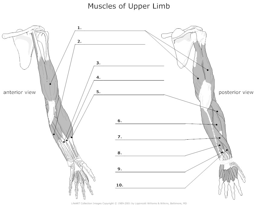 15 Muscle Labeling Worksheets Answers And Blanks Free PDF At 