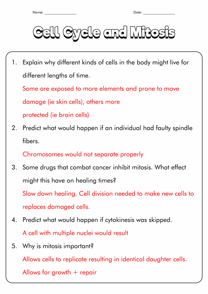 15 Onion Cell Mitosis Worksheet Answers Free PDF At Worksheeto