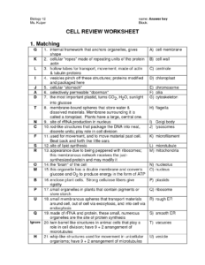 16 Best Images Of The 12 Cell Review Worksheet Answers Biology Cell