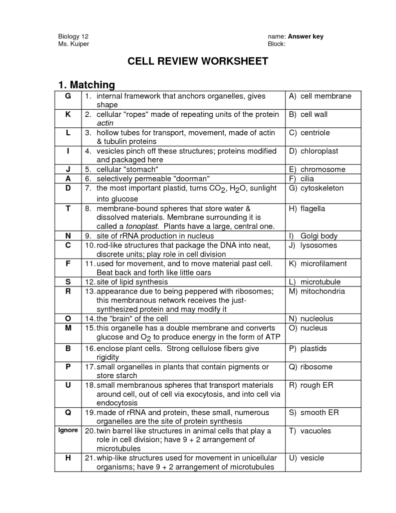 16 Best Images Of The 12 Cell Review Worksheet Answers Biology Cell 
