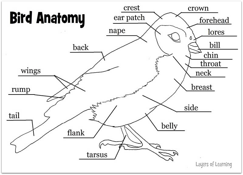16 Bird Parts Worksheet For Preschool Worksheeto