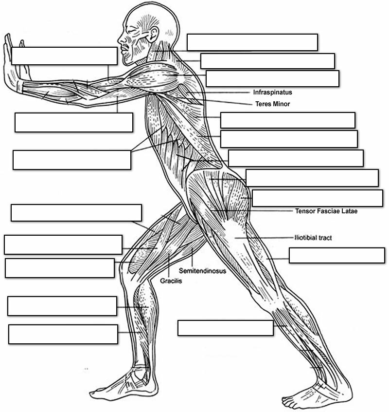 16 Muscle Labeling Worksheet High School Free PDF At Worksheeto