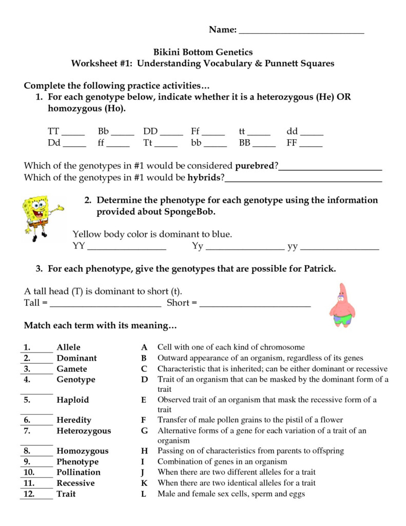 17 Best Images Of Genetics Challenge Answer Key Worksheet Bikini 