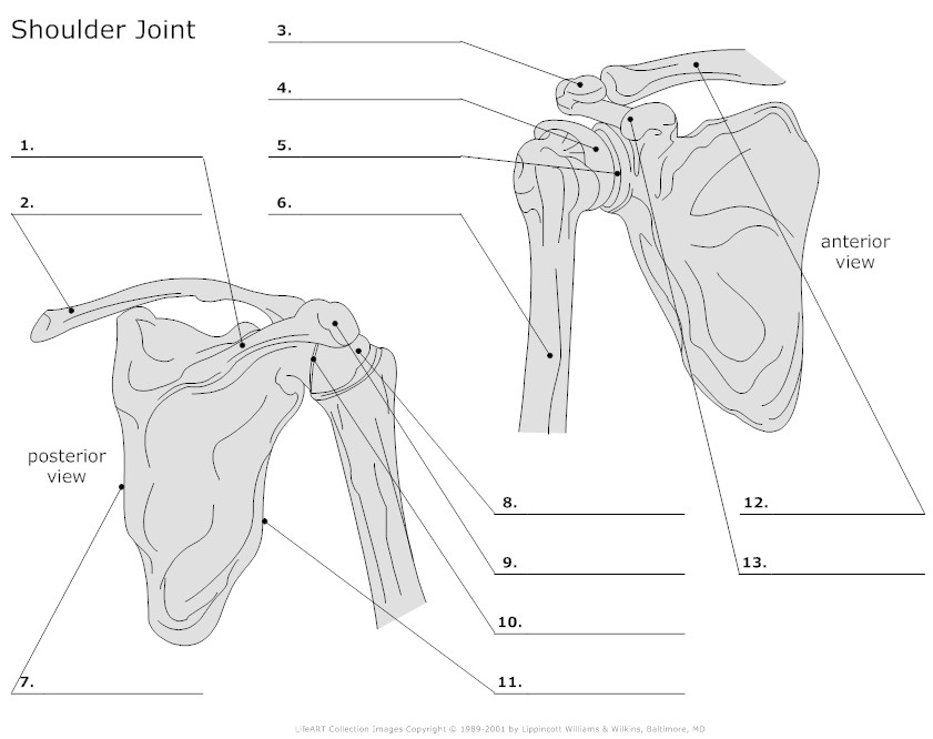 17 Blank Anatomy Worksheets College Worksheeto