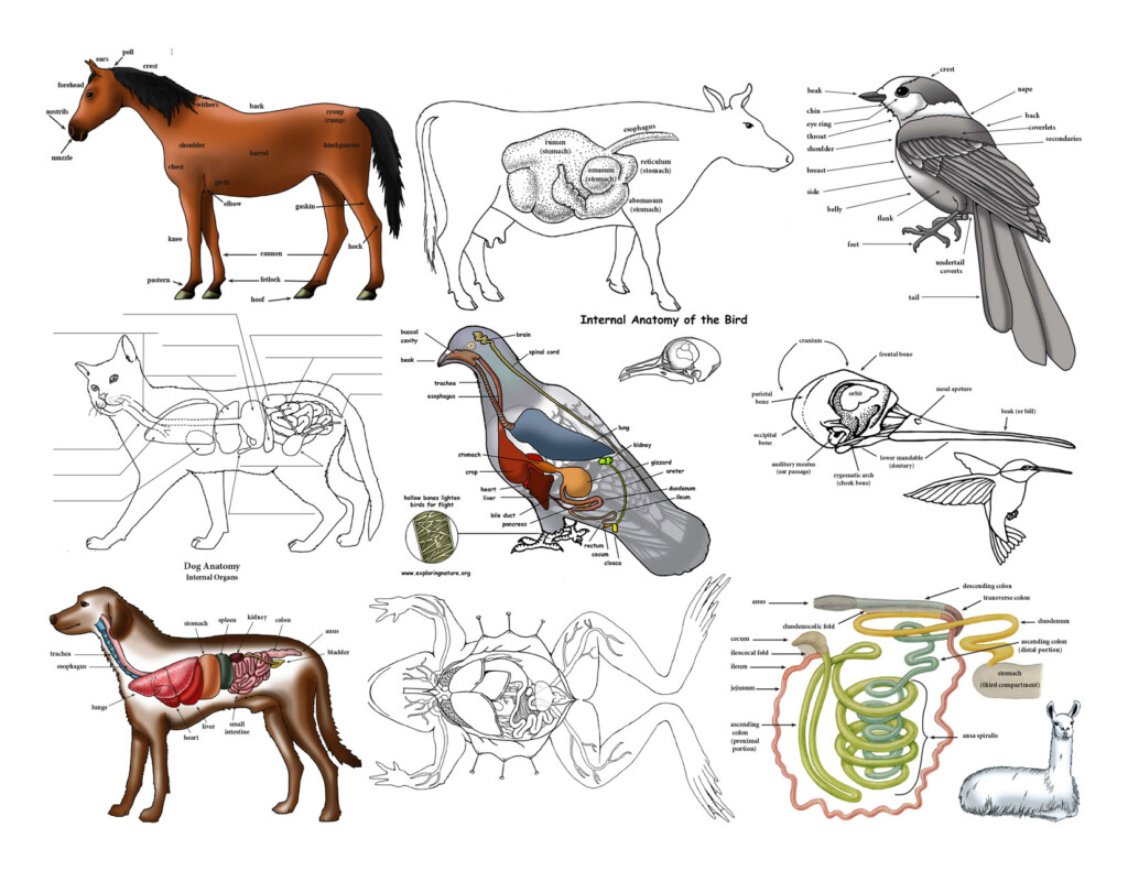 172 Best Animal Anatomy Images In 2020 Animal Anatomy Vrogue co