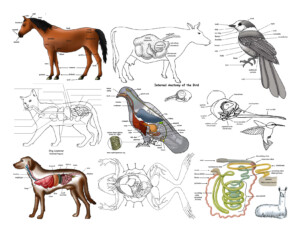 172 Best Animal Anatomy Images In 2020 Animal Anatomy Vrogue co