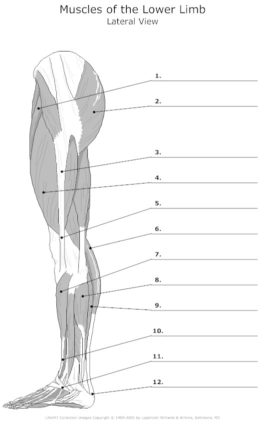 18 Best Images Of Leg Anatomy Worksheets Lower Limb Muscles Anatomy 