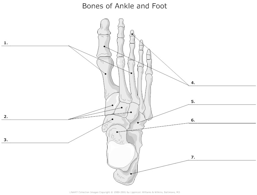 19 Leg Anatomy Worksheets Free PDF At Worksheeto