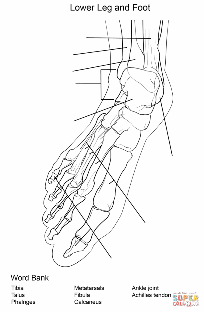 19 Leg Anatomy Worksheets Free PDF At Worksheeto