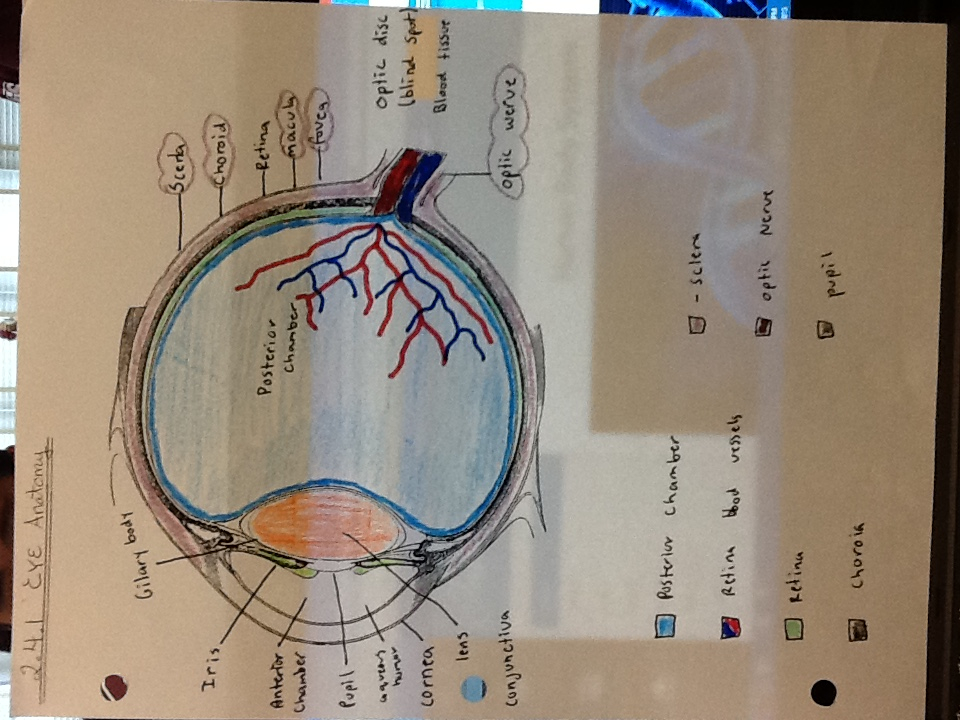2 4 1 Exploring The Anatomy Of The Eye Human Body