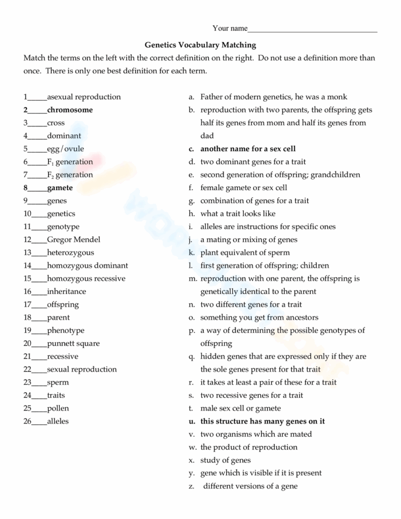 20 Genetics Vocabulary Worksheet