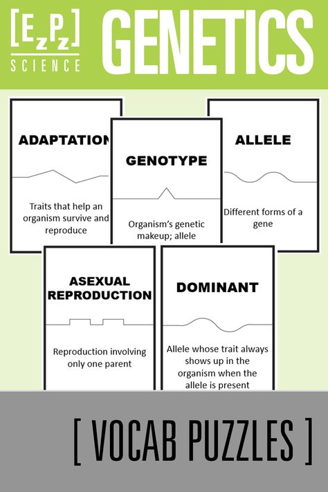 20 Genetics Vocabulary Worksheet