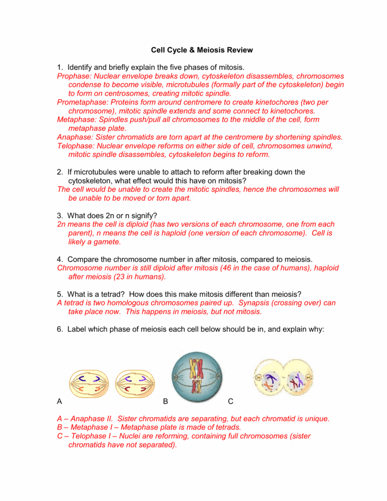 20 Meiosis Worksheet Answer Key Pdf Worksheets Decoomo