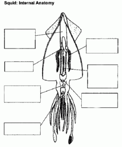 24 Squid Dissection External Anatomy Worksheet Answers Pics Crazy