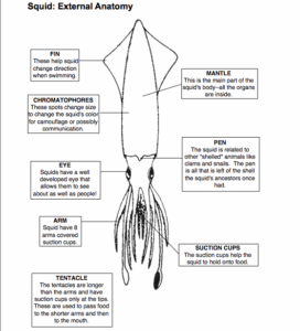 24 Squid Dissection External Anatomy Worksheet Answers Pics Crazy