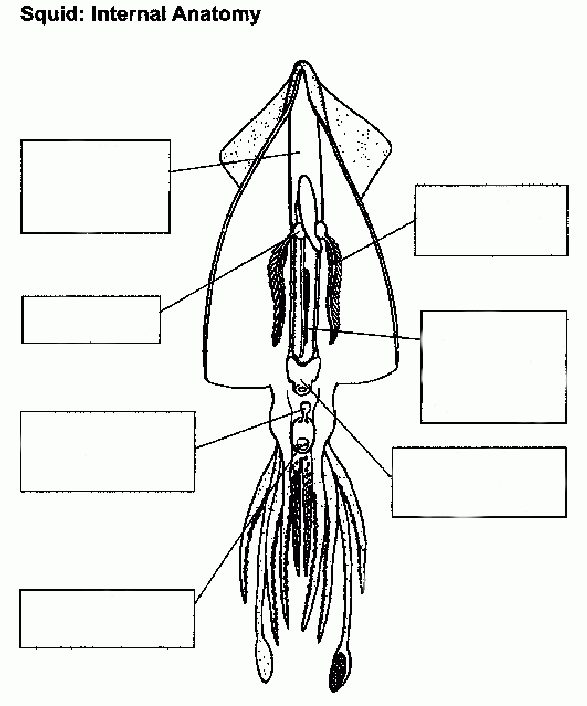 24 Squid Dissection External Anatomy Worksheet Answers Pics Crazy 