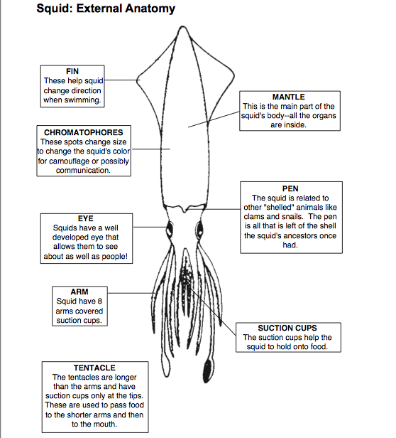 24 Squid Dissection External Anatomy Worksheet Answers Pics Crazy 