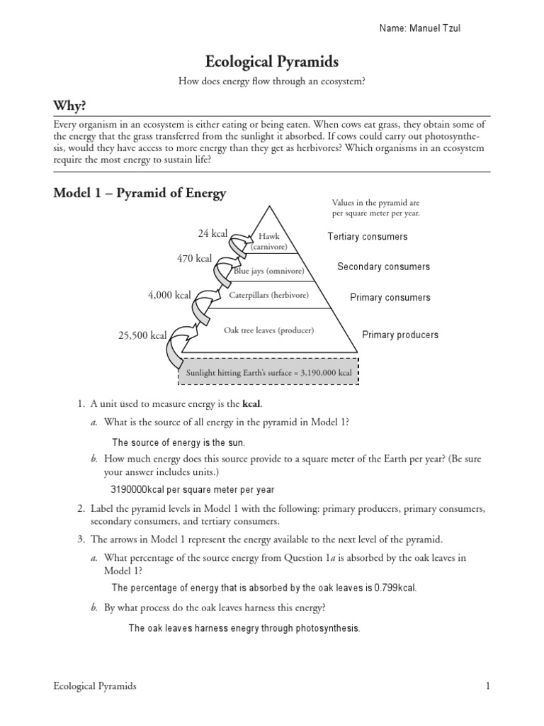 26 Ecological Pyramids Manuel Tzul PDF Food Web Systems Ecology 