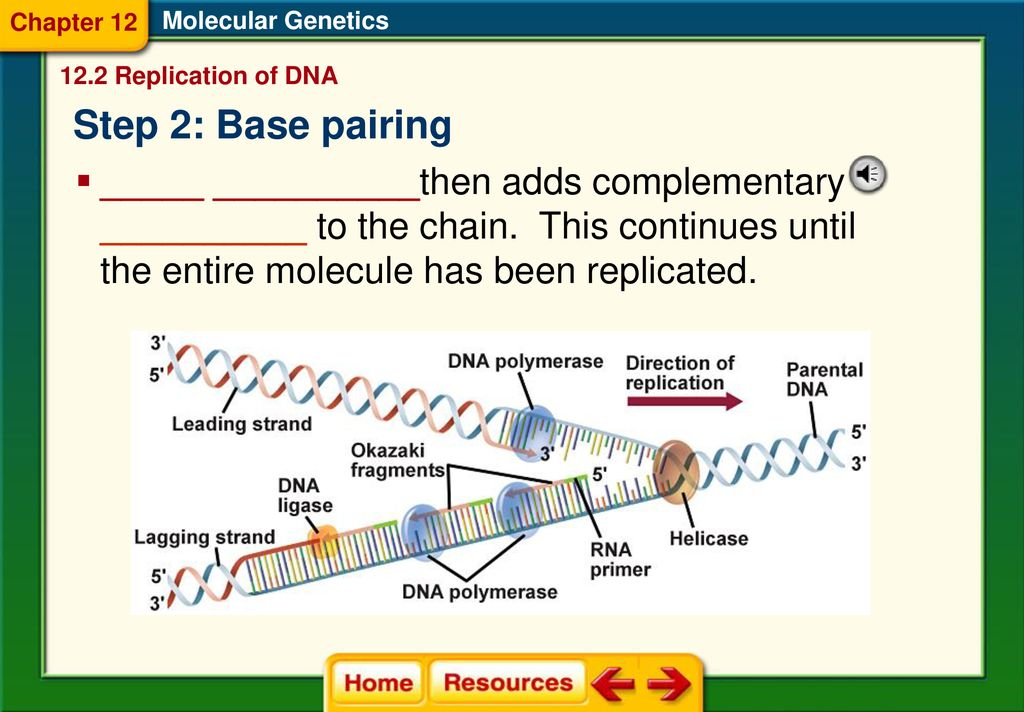 2A Distinguish Between DNA And RNA Ppt Download