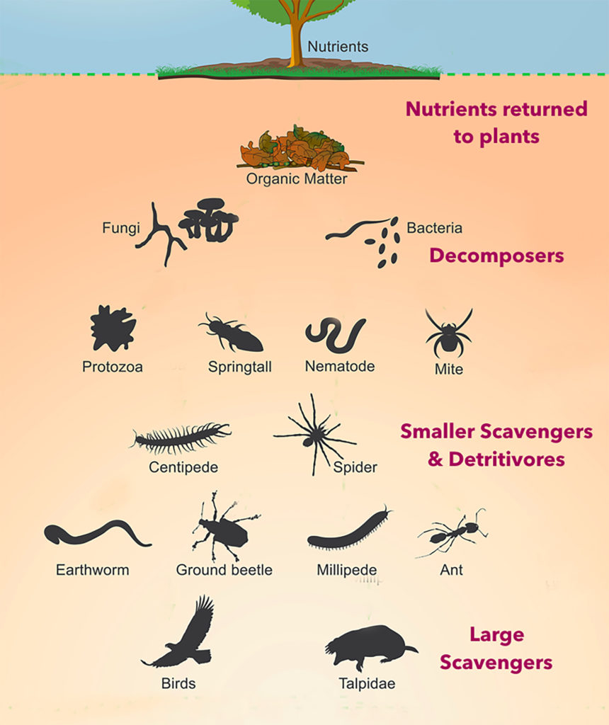 2p1 Soil Animals Biotas