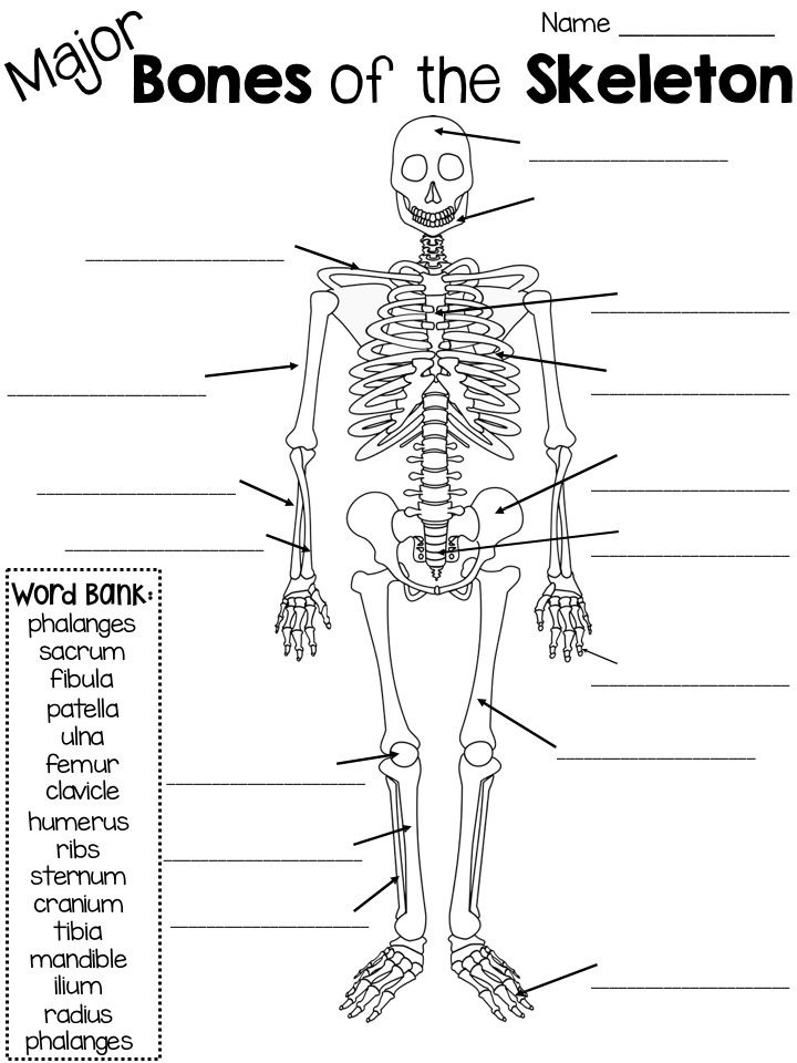 3 4 The Internal Anatomy Of A Bone Worksheet Answers Anatomy Worksheets